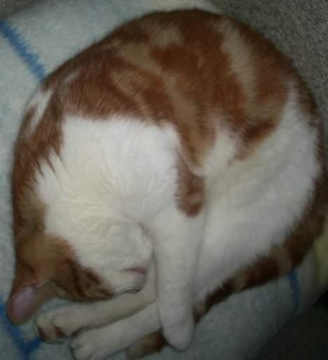 Blanding af racer Knold billede 14