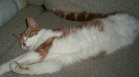 Blanding af racer Knold billede 15