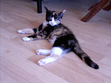 Blanding af racer Molly - Molly der ligger udmattet på stuegulvet billede 1