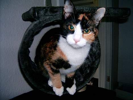 Blanding af racer Molly - Molly i legehumør billede 2