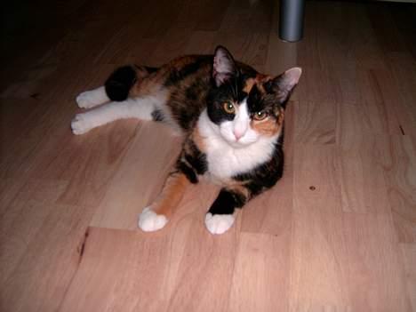 Blanding af racer Molly - Igen udmattet billede 3