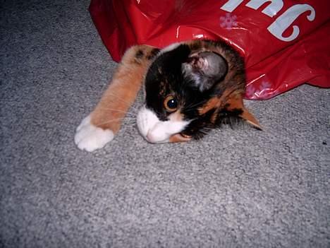 Blanding af racer Molly - Molly når hun larmer. En plasticpose er ikke helt lydløs når der kravler en kat rundt i den. billede 4