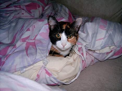 Blanding af racer Molly - Igen på udflugt. Her i vores sengetøj. billede 5