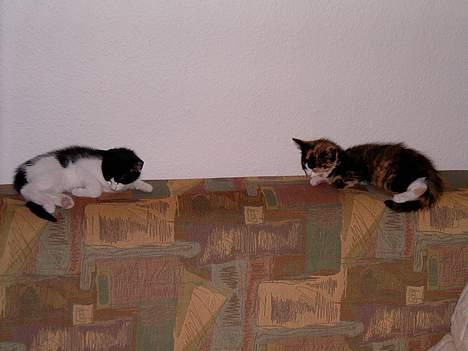 Blanding af racer Molly - Molly med sin søster da de var lille. billede 6