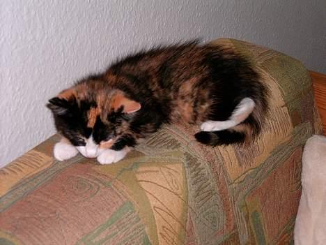 Blanding af racer Molly - En træt lille kat. billede 7