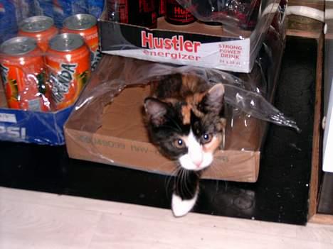 Blanding af racer Molly - Her på vandretud i vores sodavandslager. billede 8