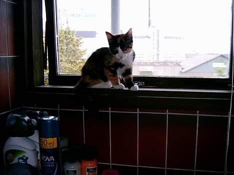 Blanding af racer Molly - Frisk luft er altid godt. Og når man er lille og fuld af energi har man brug for det. billede 9