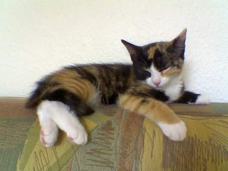 Blanding af racer Molly - Igen rigtig træt billede 10