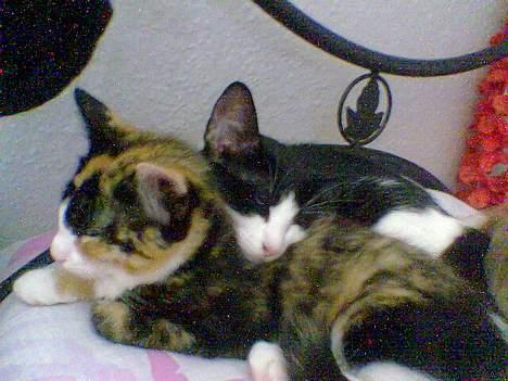 Blanding af racer Molly - Molly og Mille. To søskende der ikke kan leve udenhinanden billede 11