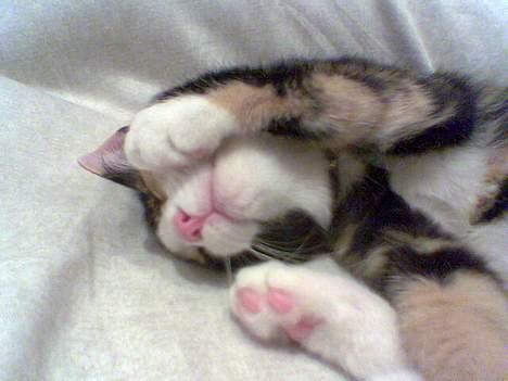 Blanding af racer Molly - En kat ser sjov ud når den sover på sådan en måde. billede 12