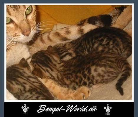 Bengal : Ricco  - Ricco som lille bitte killing & hans moar :-) billede 6