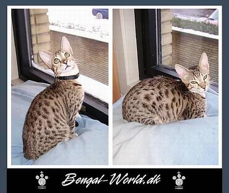 Bengal : Ricco  - Dejlig er han jo billede 7