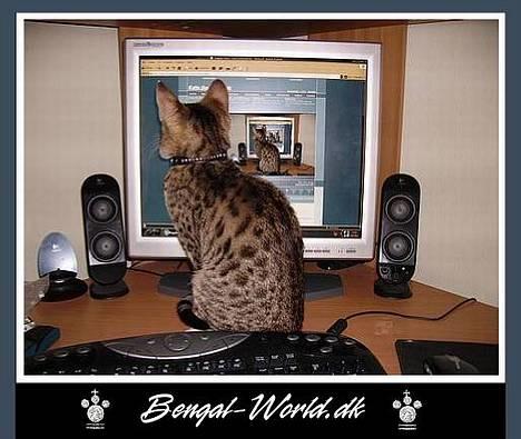 Bengal : Ricco  - 29.12.2005 Ricco beundrer sig selv. igen & igen billede 8