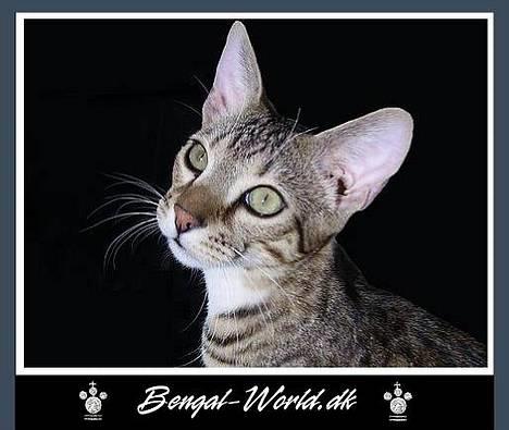 Bengal : Ricco  - 12.02.2006 billede 9