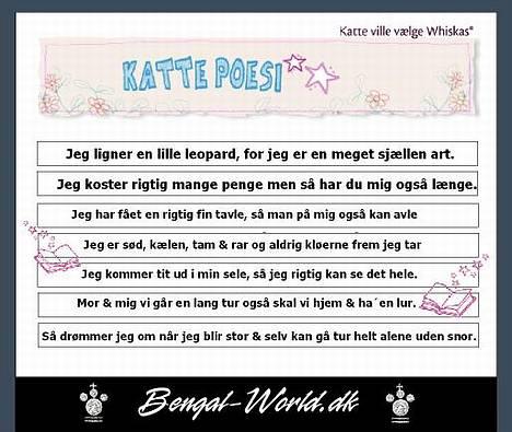 Bengal : Ricco  - vandt ½ års forbrug af whiskas tørkost :-) billede 10