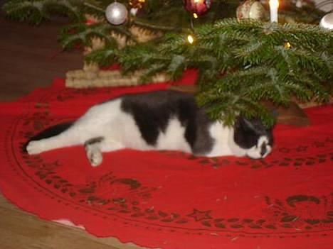 Blanding af racer Pedro *død* billede 1