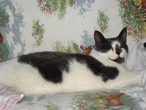 Blanding af racer Pedro *død* billede 2