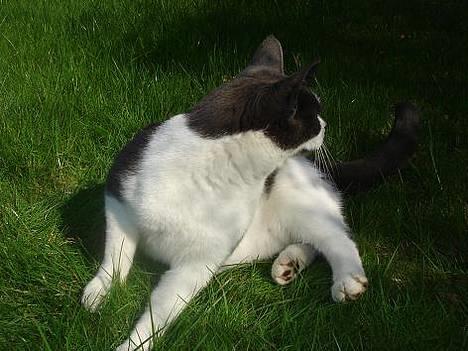 Blanding af racer Pedro *død* billede 3