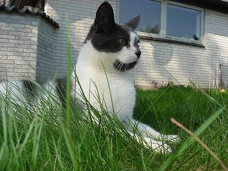 Blanding af racer Pedro *død* billede 4