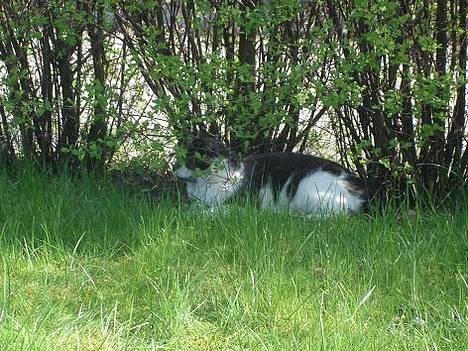 Blanding af racer Pedro *død* billede 5