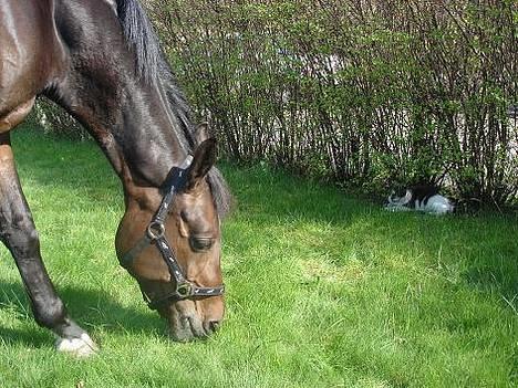 Blanding af racer Pedro *død* billede 6