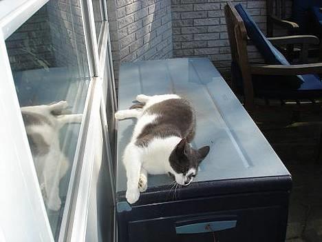 Blanding af racer Pedro *død* billede 7