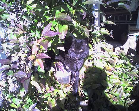 Huskat Strejfer - Ej hvor er det lækkert at ligge her.. billede 3