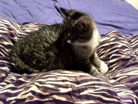 Blanding af racer Sabrina - Min lille Sabrina billede 1