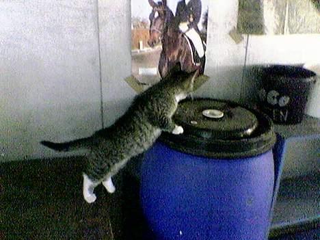 Blanding af racer Sabrina - Sabrina skulle lige se om der var mad. billede 2