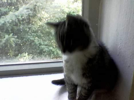 Blanding af racer Sabrina - Sidder og nyder solen billede 3