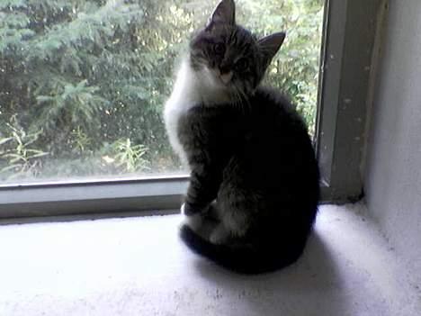 Blanding af racer Sabrina - Er hun ikke kær billede 4