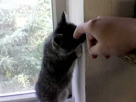 Blanding af racer Sabrina - Hihi billede 5