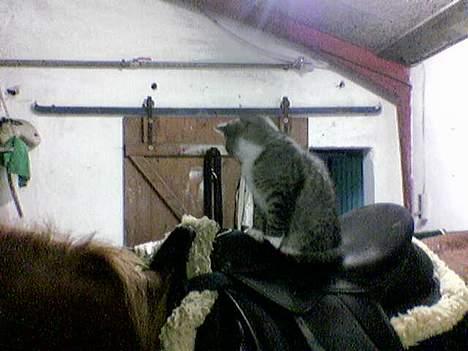 Blanding af racer Sabrina - Sabrina ude og ride. billede 6