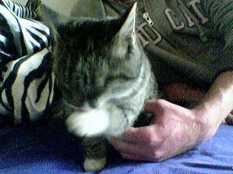 Blanding af racer Sabrina billede 7