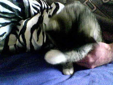 Blanding af racer Sabrina billede 8