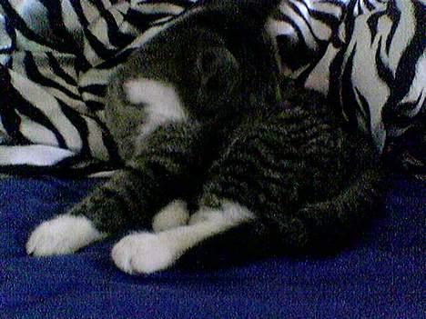 Blanding af racer Sabrina billede 9