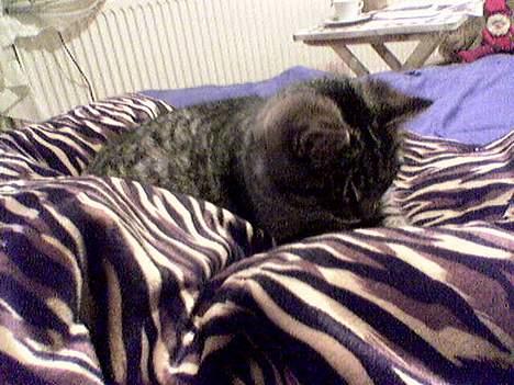 Blanding af racer Sabrina billede 10