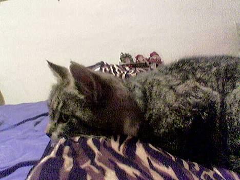 Blanding af racer Sabrina billede 11