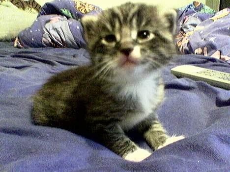 Blanding af racer Sabrina - Fra hun var lille billede 12