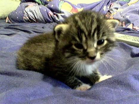 Blanding af racer Sabrina - Fra hun var lille billede 13