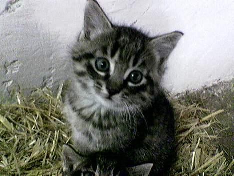 Blanding af racer Sabrina - Tihi billede 14