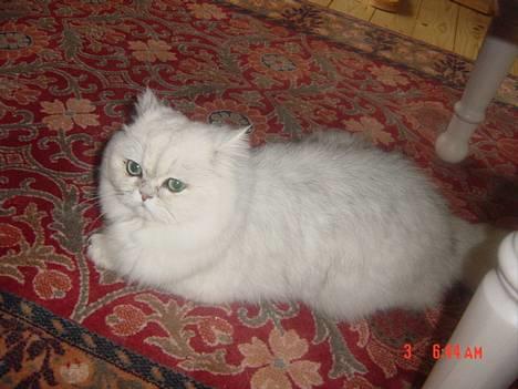 Perser Vaniljus (solgt) billede 11