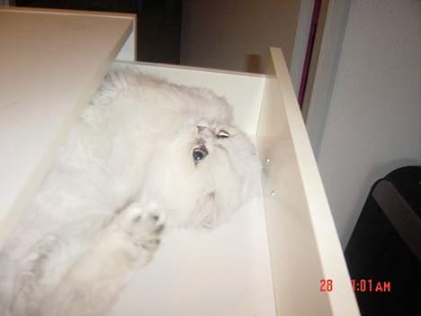 Perser Vaniljus (solgt) - Det skulle du næsten prøve...at ligge i en skuffe. billede 12