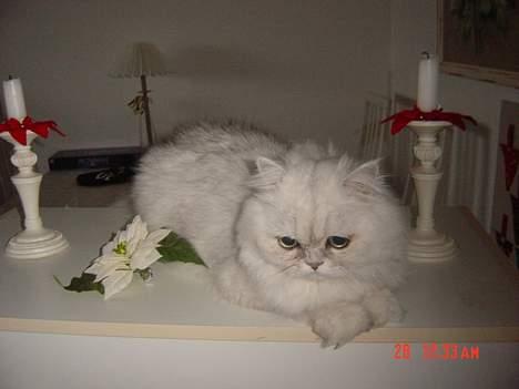 Perser Vaniljus (solgt) - Kongen Vaniljus... billede 13