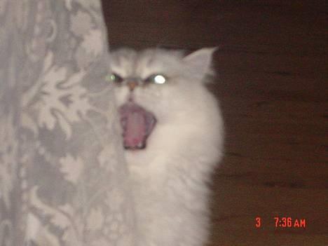 Perser Vaniljus (solgt) - Der er han lige blevet meget sur...... billede 14