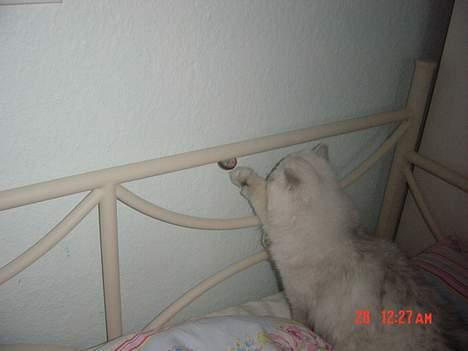 Perser Vaniljus (solgt) - Det er sjovt at lege. billede 15