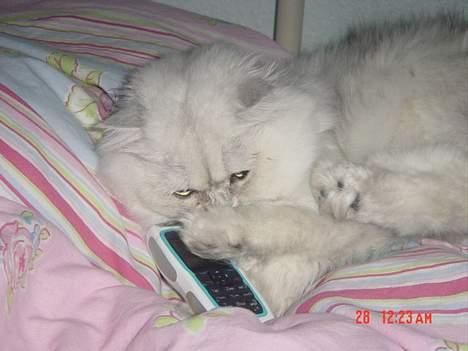 Perser Vaniljus (solgt) - Er der nogen der ringer til mig?....Så må jeg nok heller sige noget..."Det er Vaniljus." billede 16