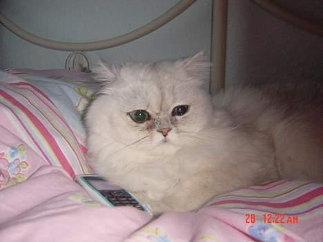 Perser Vaniljus (solgt) - Nu er jeg færdig med at snakke....men hvem var det?...det glemte jeg er spørger om. billede 17