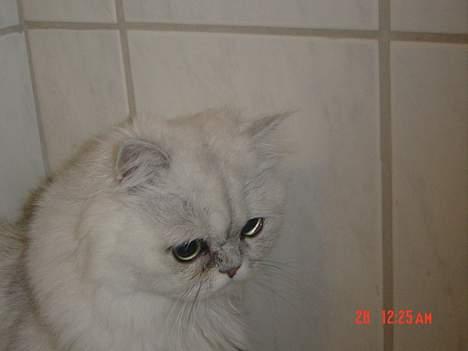 Perser Vaniljus (solgt) - Du er sød. Er jeg også sød?...<3 billede 18