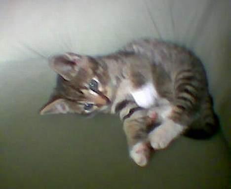 Blanding af racer Manta ** DØD** - manta da vi lige havde fået hende! billede 4